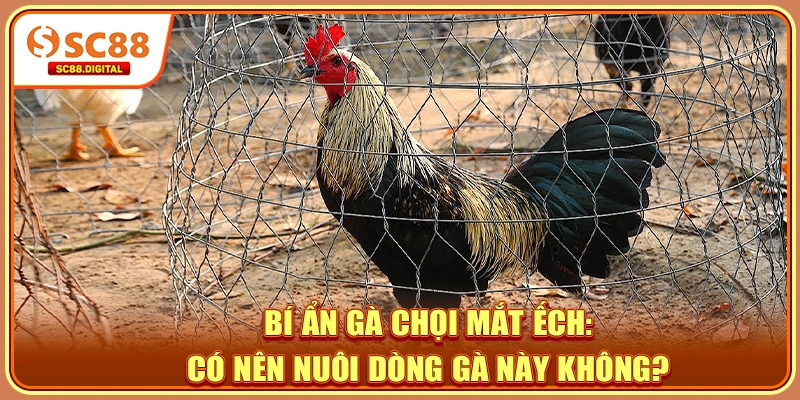 Bí Ẩn Gà Chọi Mắt Ếch: Có Nên Nuôi Dòng Gà Này Không?
