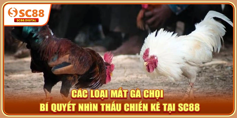 Các Loại Mắt Gà Chọi - Bí Quyết Nhìn Thấu Chiến Kê Tại SC88