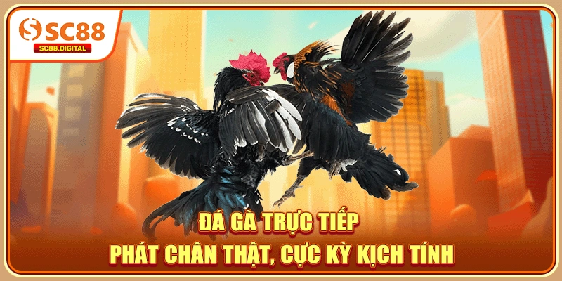 Đá gà trực tiếp phát chân thật, cực kỳ kịch tính