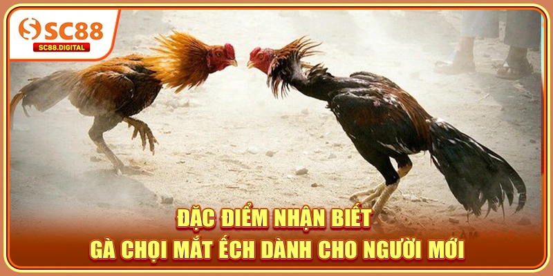 Đặc điểm nhận biết gà chọi mắt ếch dành cho người mới