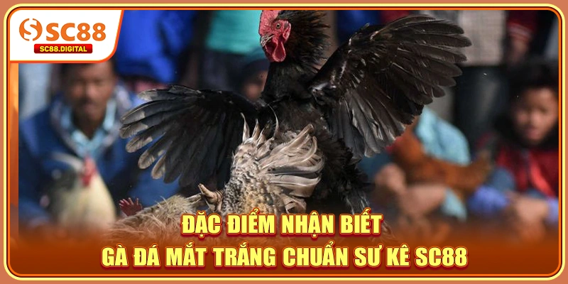Đặc điểm nhận biết gà đá mắt trắng chuẩn sư kê SC88