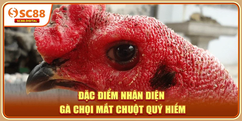 Đặc điểm nhận diện gà chọi mắt chuột quý hiếm