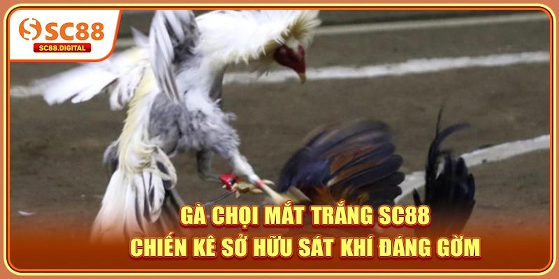 Gà Chọi Mắt Trắng SC88: Chiến Kê Sở Hữu Sát Khí Đáng Gờm