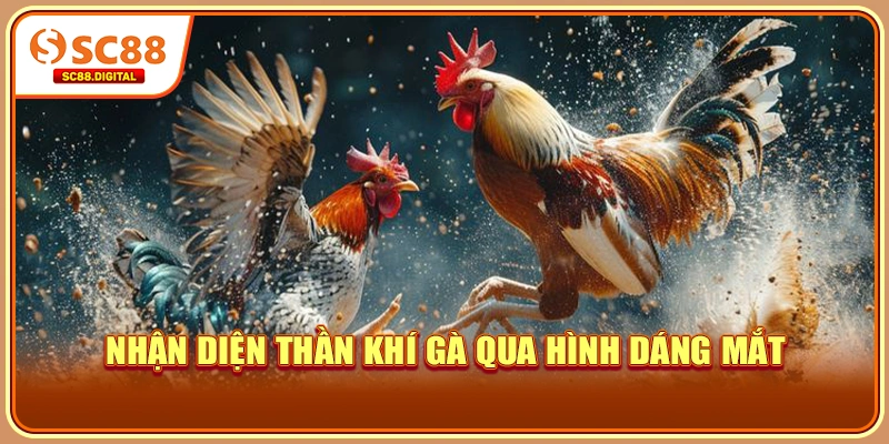 Nhận diện thần khí gà qua hình dáng mắt