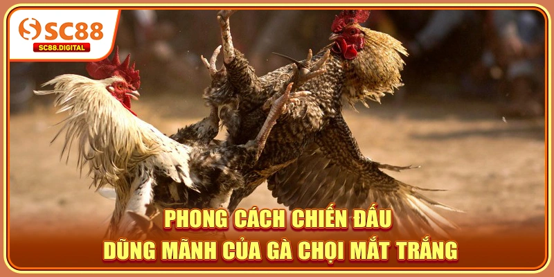 Phong cách chiến đấu dũng mãnh của gà chọi mắt trắng