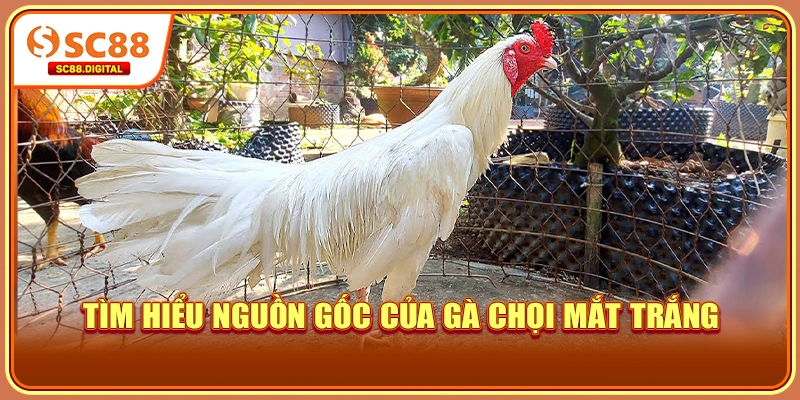 Tìm hiểu nguồn gốc của gà chọi mắt trắng