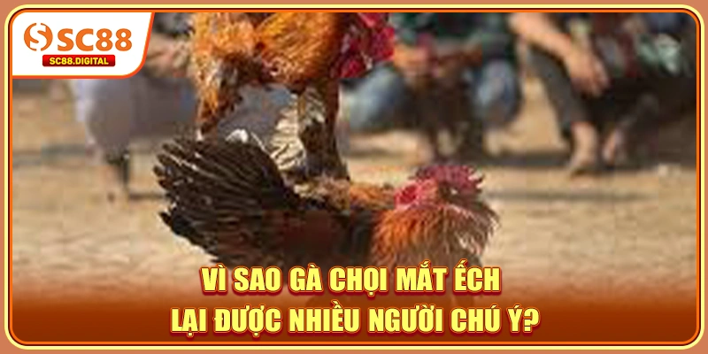 Vì sao gà chọi mắt ếch lại được nhiều người chú ý?