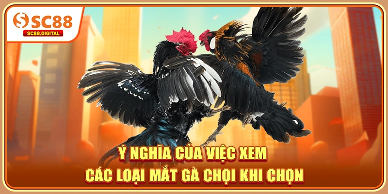 Ý nghĩa của việc xem các loại mắt gà chọi khi chọn