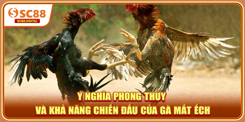 Ý nghĩa phong thủy và khả năng chiến đấu của gà mắt ếch